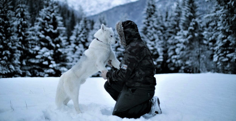 Musher assieme ad un Siberian Husky