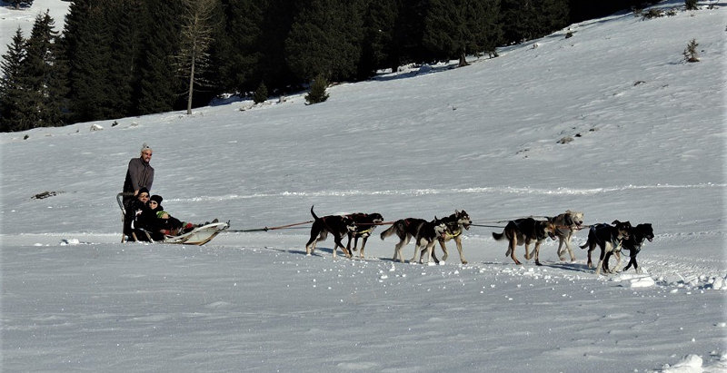 Escursione sleddog e pernottamento in agriturismo Trentino