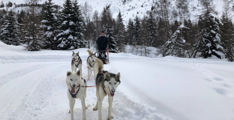 Cani da slitta Alaskan Husky durante un'avventura di sleddog a Passo Tonale