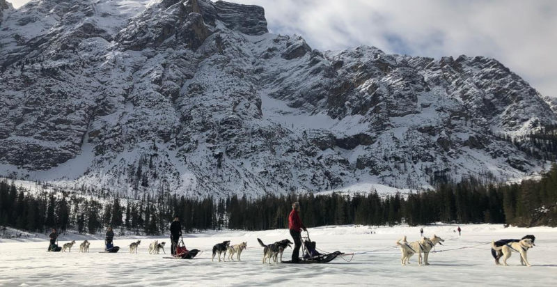 Emozionante esperienza di sleddog tra le montagne innevate del Passo Tonale