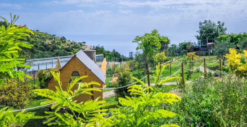 Fioritura di mimose attorno alla StarsBox a Sanremo in Liguria