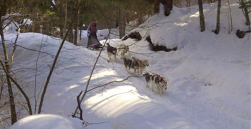 Escursione sleddog in mezzo al bosco in Trentino