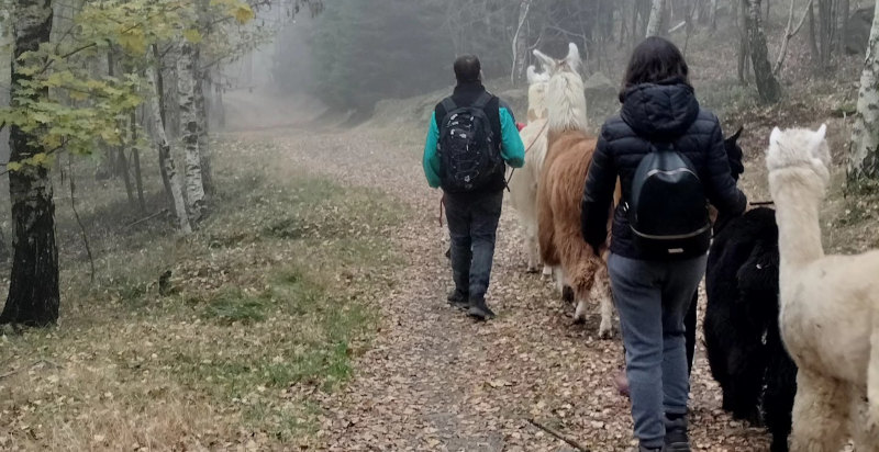rekking con lama e alpaca in Valchiusella, un'avventura per tutta la famiglia