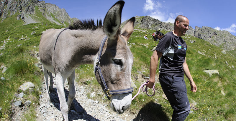 Escursionisti con gli asini lungo il sentiero in Piemonte