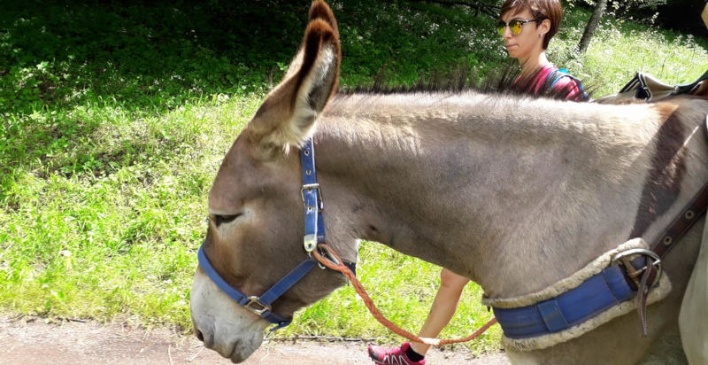 Famiglia in trekking con asini nella natura piemontese