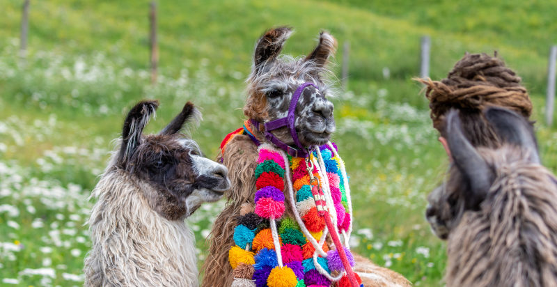 Escursione con animali Blessagno Lago di Como
