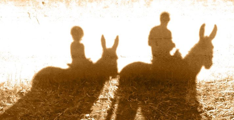 trekking-sicilia-asino