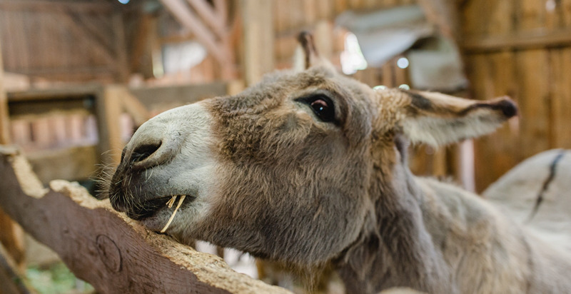 Asino al pascolo nel Waldviertel