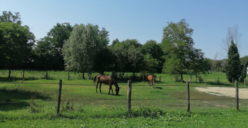Un giorno da mandriano a Bosaro Rovigo