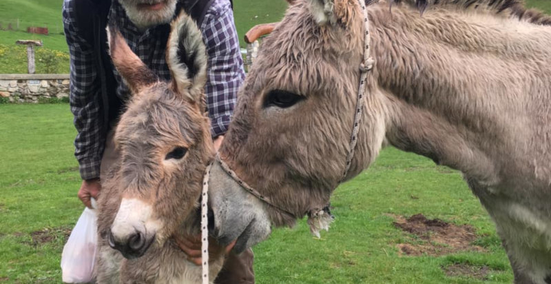 Un giorno da pastore Como Lugano