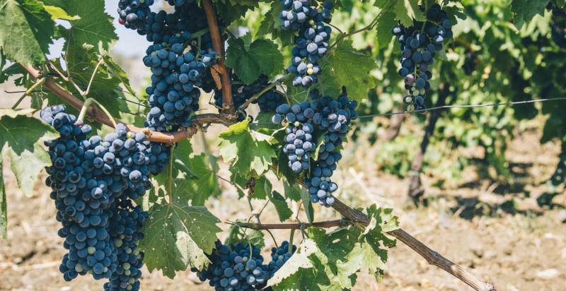 Uva siciliana tenuta di Siracusa