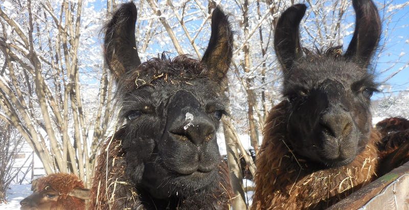 Relax nella natura con lama e alpaca in Valchiusella