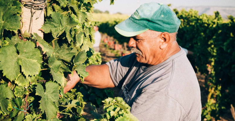 Vendemmia vino siciliano in una tenuta a Siracusa